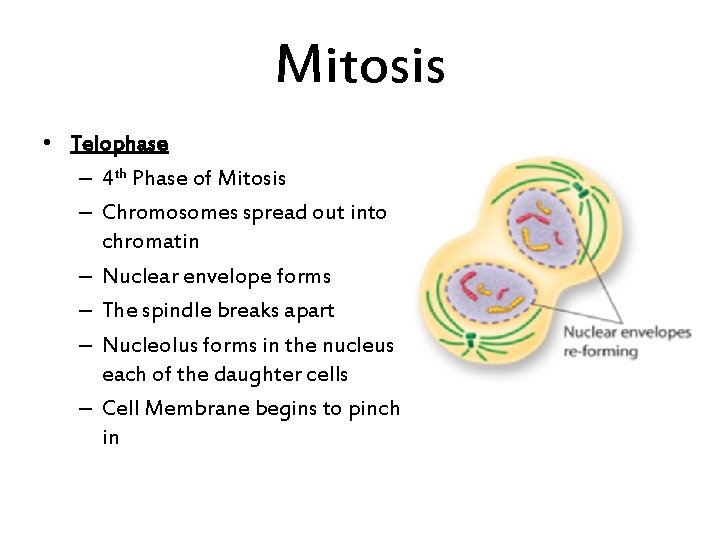 Mitosis • Telophase – 4 th Phase of Mitosis – Chromosomes spread out into