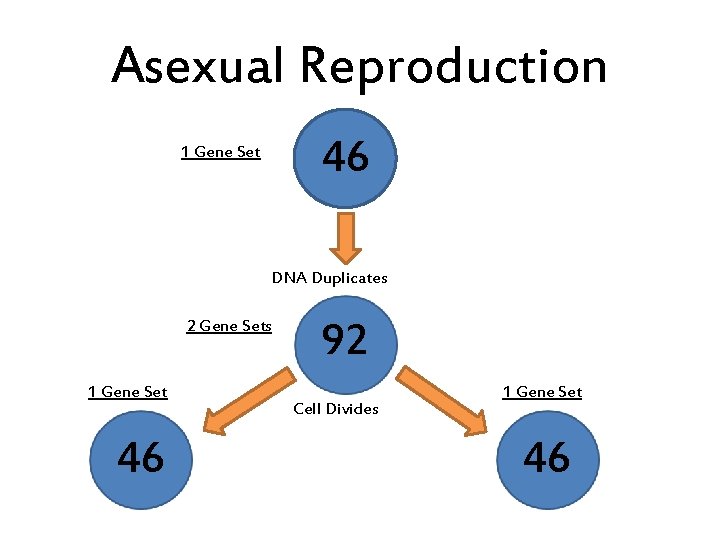 Asexual Reproduction 46 1 Gene Set DNA Duplicates 2 Gene Sets 1 Gene Set