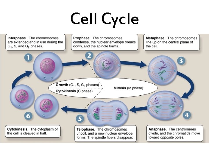 Cell Cycle 