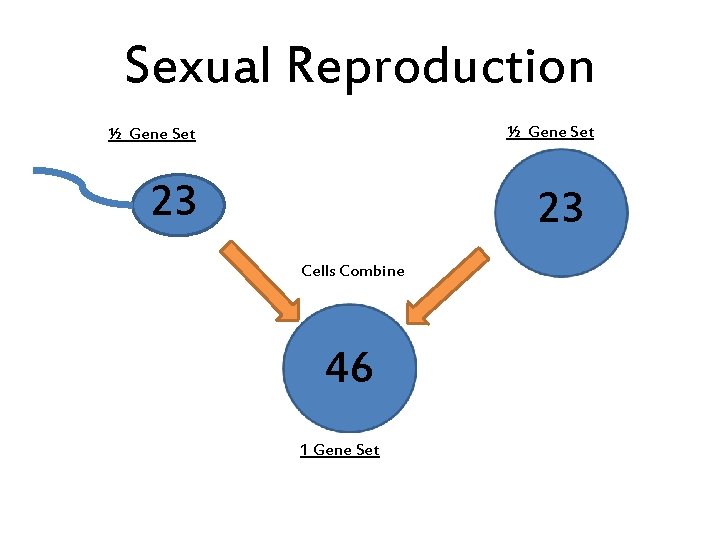 Sexual Reproduction ½ Gene Set 23 23 Cells Combine 46 1 Gene Set 