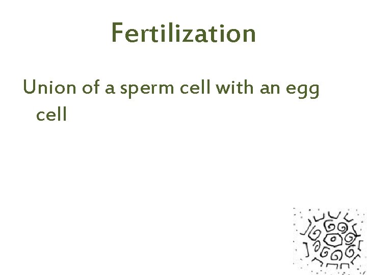 Fertilization Union of a sperm cell with an egg cell 