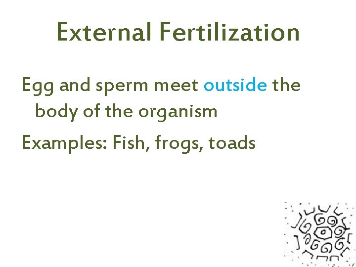 External Fertilization Egg and sperm meet outside the body of the organism Examples: Fish,