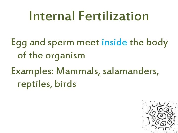 Internal Fertilization Egg and sperm meet inside the body of the organism Examples: Mammals,