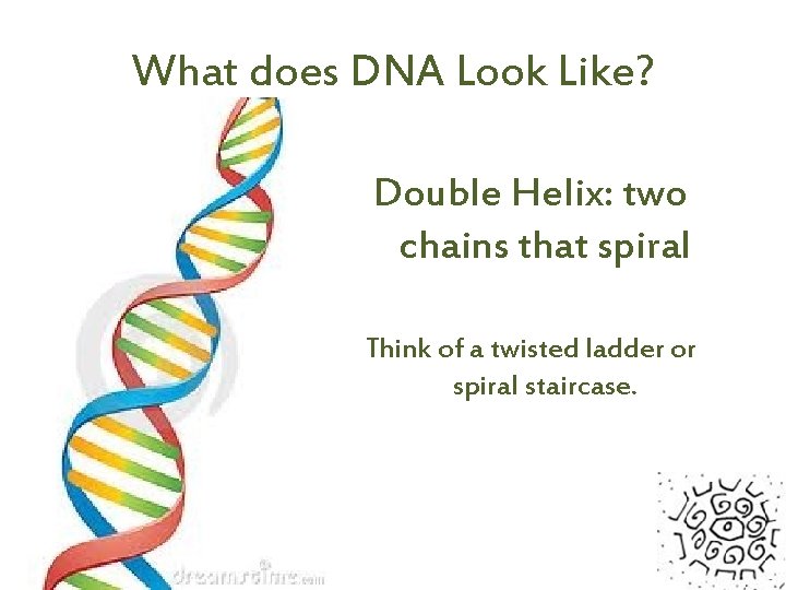 What does DNA Look Like? Double Helix: two chains that spiral Think of a