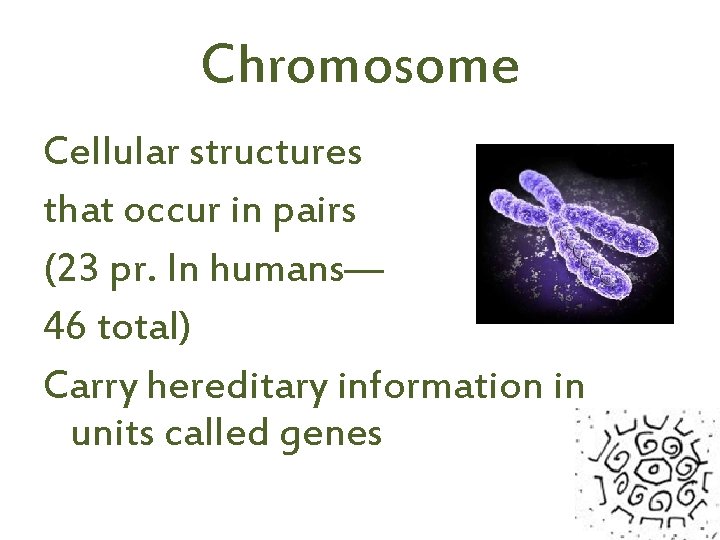 Chromosome Cellular structures that occur in pairs (23 pr. In humans— 46 total) Carry