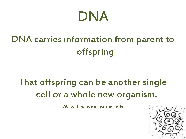 DNA carries information from parent to offspring. That offspring can be another single cell