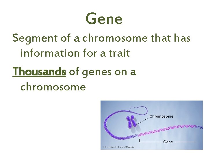 Gene Segment of a chromosome that has information for a trait Thousands of genes