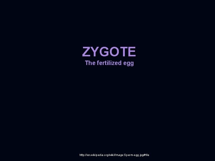 ZYGOTE The fertilized egg http: //en. wikipedia. org/wiki/Image: Sperm-egg. jpg#file 