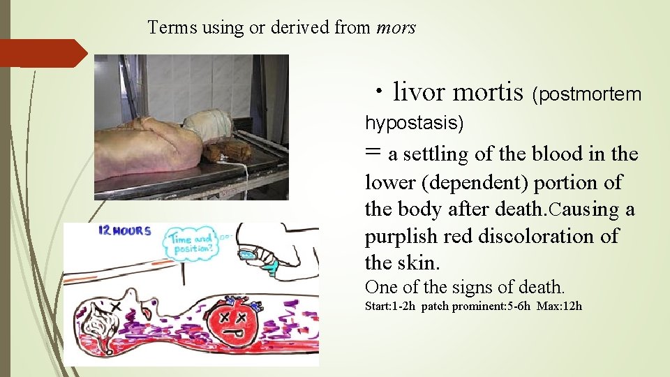 Terms using or derived from mors ・livor mortis (postmortem hypostasis) = a settling of