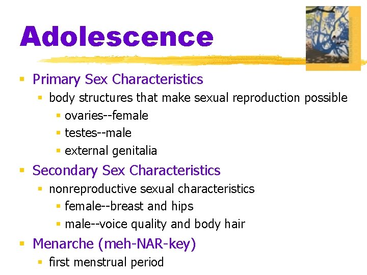 Adolescence § Primary Sex Characteristics § body structures that make sexual reproduction possible §