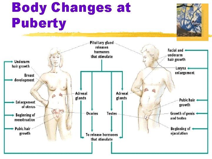 Body Changes at Puberty 