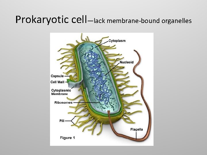 Prokaryotic cell—lack membrane-bound organelles 