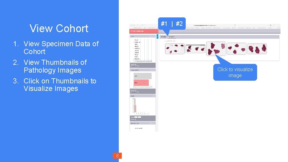 #1 | #2 View Cohort 1. View Specimen Data of Cohort 2. View Thumbnails