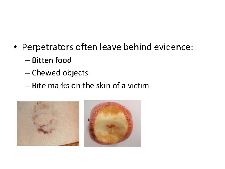  • Perpetrators often leave behind evidence: – Bitten food – Chewed objects –