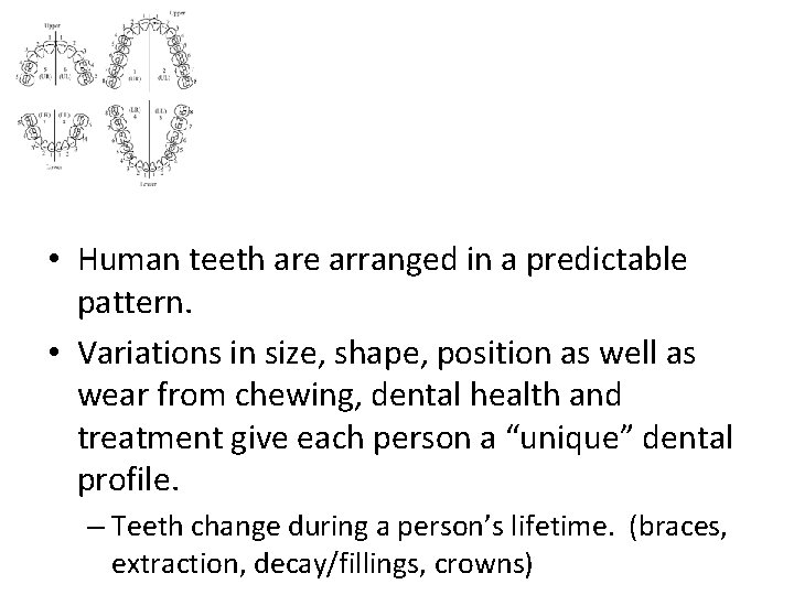  • Human teeth are arranged in a predictable pattern. • Variations in size,