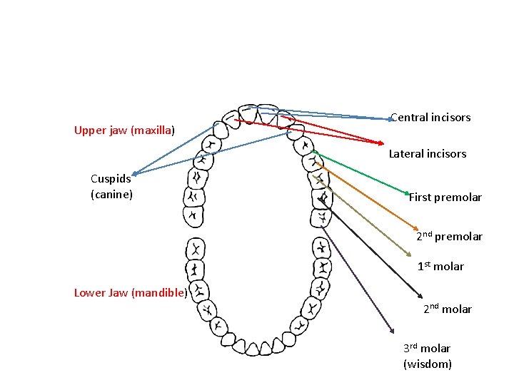 Upper jaw (maxilla) Central incisors Lateral incisors Cuspids (canine) First premolar 2 nd premolar