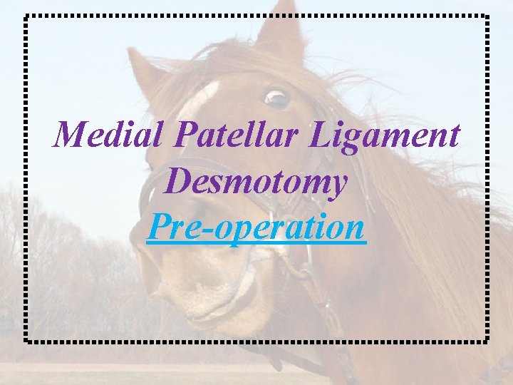 Medial Patellar Ligament Desmotomy Pre-operation 