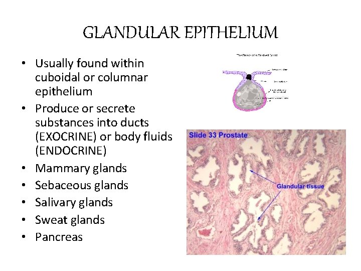 GLANDULAR EPITHELIUM • Usually found within cuboidal or columnar epithelium • Produce or secrete