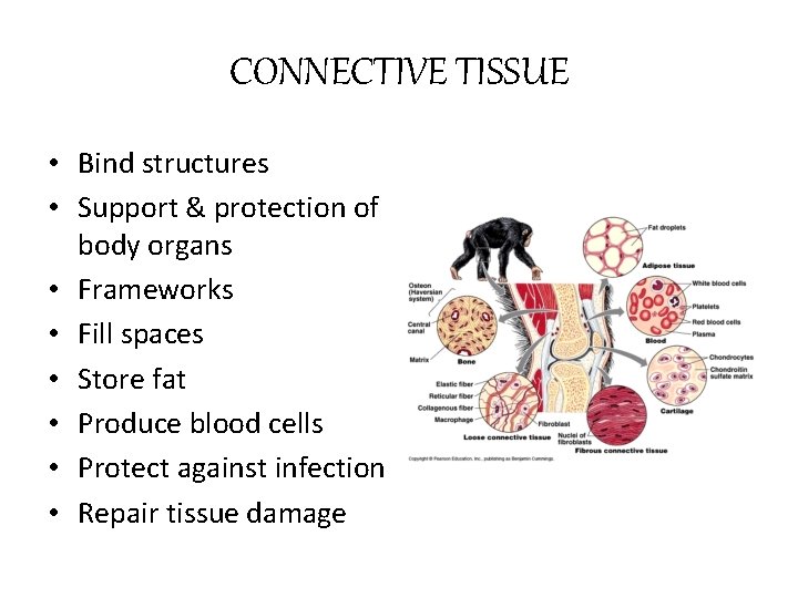 CONNECTIVE TISSUE • Bind structures • Support & protection of body organs • Frameworks