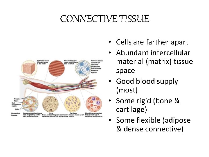 CONNECTIVE TISSUE • Cells are farther apart • Abundant intercellular material (matrix) tissue space