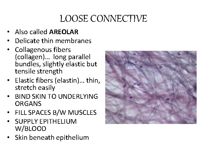 LOOSE CONNECTIVE • Also called AREOLAR • Delicate thin membranes • Collagenous fibers (collagen)…