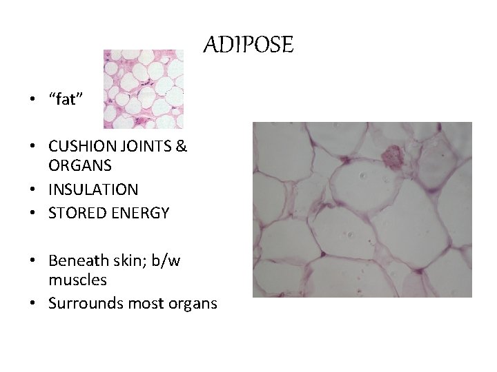 ADIPOSE • “fat” • CUSHION JOINTS & ORGANS • INSULATION • STORED ENERGY •