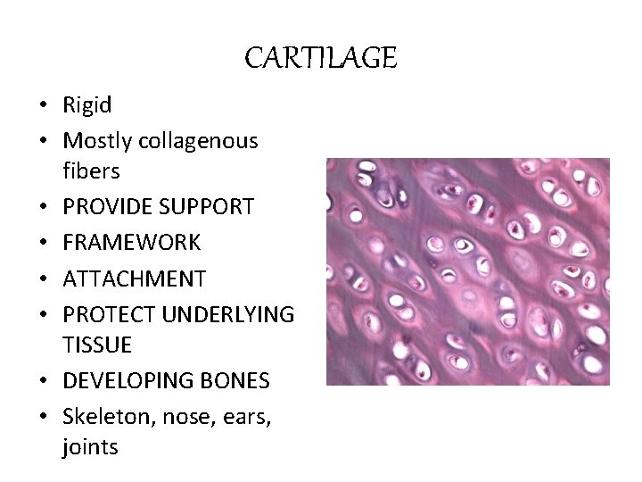 CARTILAGE • Rigid • Mostly collagenous fibers • PROVIDE SUPPORT • FRAMEWORK • ATTACHMENT
