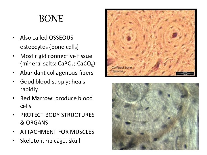 BONE • Also called OSSEOUS osteocytes (bone cells) • Most rigid connective tissue (mineral