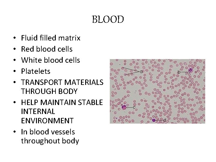 BLOOD Fluid filled matrix Red blood cells White blood cells Platelets TRANSPORT MATERIALS THROUGH