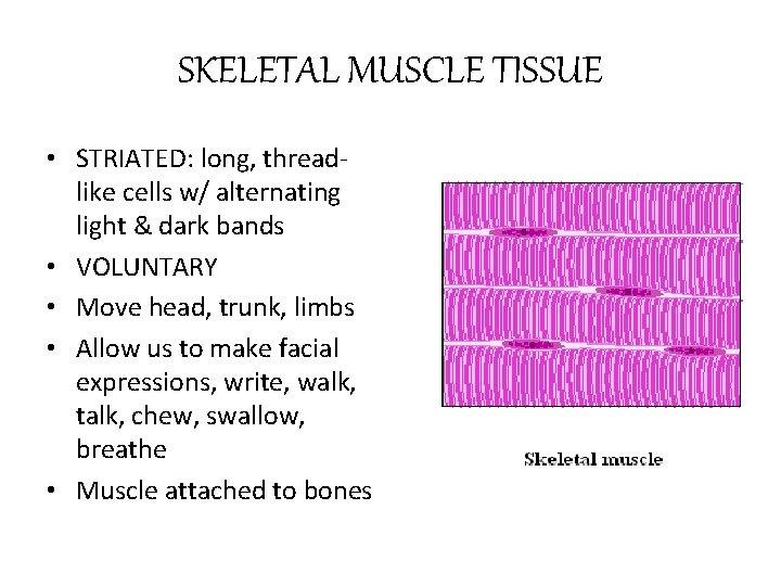 SKELETAL MUSCLE TISSUE • STRIATED: long, threadlike cells w/ alternating light & dark bands