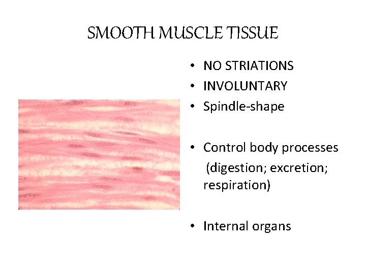 SMOOTH MUSCLE TISSUE • NO STRIATIONS • INVOLUNTARY • Spindle-shape • Control body processes