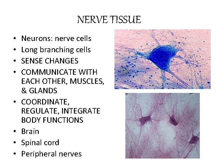 NERVE TISSUE • • Neurons: nerve cells Long branching cells SENSE CHANGES COMMUNICATE WITH