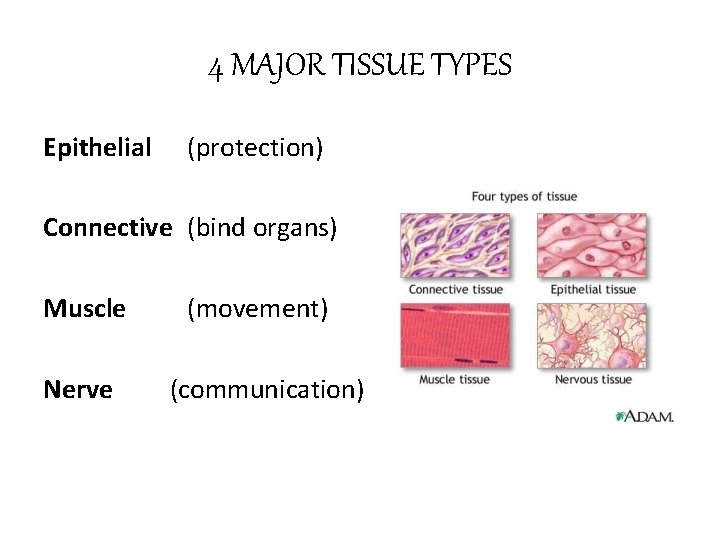 4 MAJOR TISSUE TYPES Epithelial (protection) Connective (bind organs) Muscle Nerve (movement) (communication) 