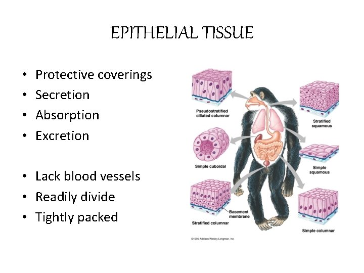 EPITHELIAL TISSUE • • Protective coverings Secretion Absorption Excretion • Lack blood vessels •