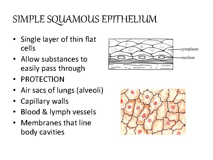 SIMPLE SQUAMOUS EPITHELIUM • Single layer of thin flat cells • Allow substances to