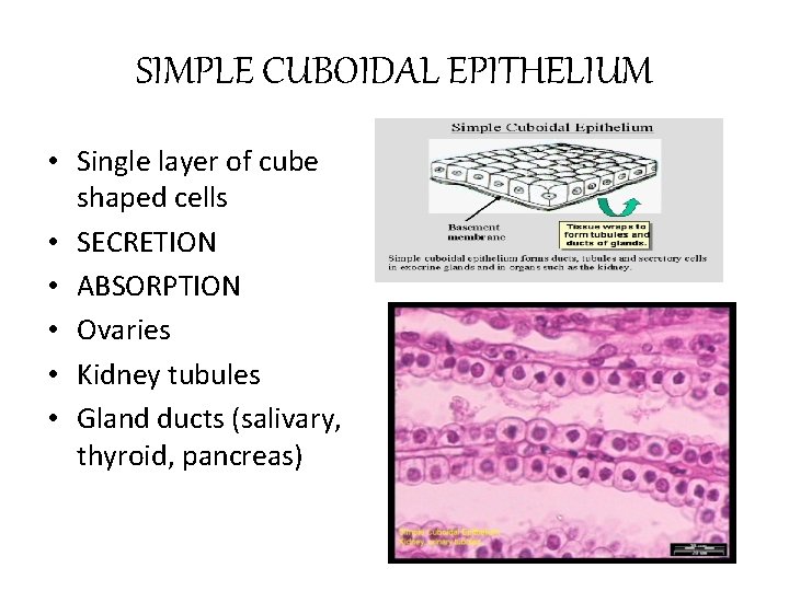 SIMPLE CUBOIDAL EPITHELIUM • Single layer of cube shaped cells • SECRETION • ABSORPTION