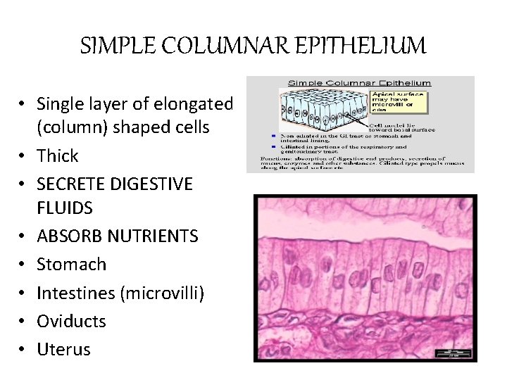 SIMPLE COLUMNAR EPITHELIUM • Single layer of elongated (column) shaped cells • Thick •