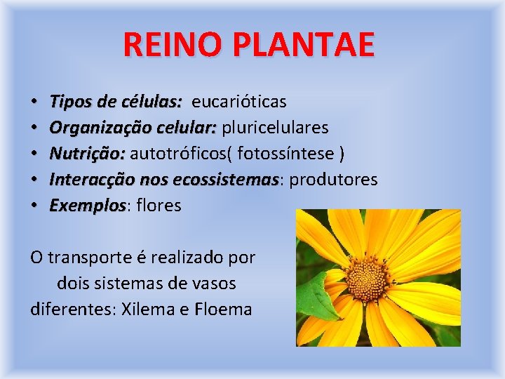 REINO PLANTAE • • • Tipos de células: eucarióticas Organização celular: pluricelulares Nutrição: autotróficos(