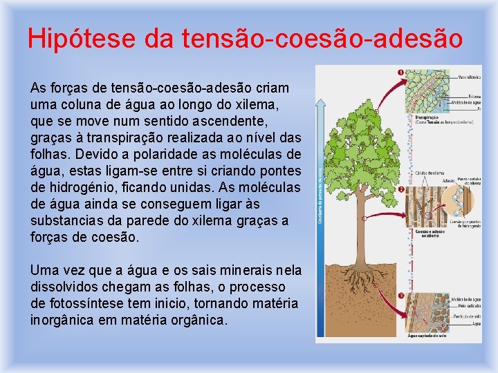 Hipótese da tensão-coesão-adesão As forças de tensão-coesão-adesão criam uma coluna de água ao longo