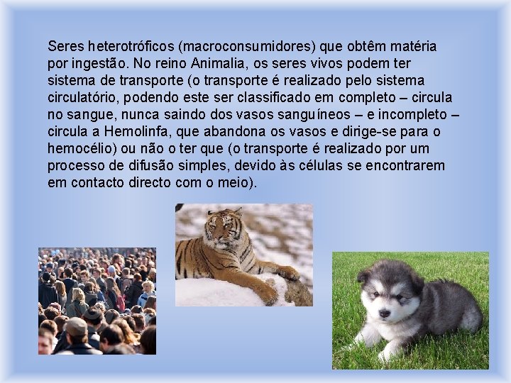 Seres heterotróficos (macroconsumidores) que obtêm matéria por ingestão. No reino Animalia, os seres vivos