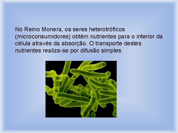No Reino Monera, os seres heterotróficos (microconsumidores) obtêm nutrientes para o interior da célula