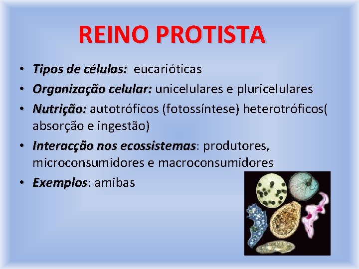 REINO PROTISTA Tipos de células: eucarióticas Organização celular: unicelulares e pluricelulares Nutrição: autotróficos (fotossíntese)