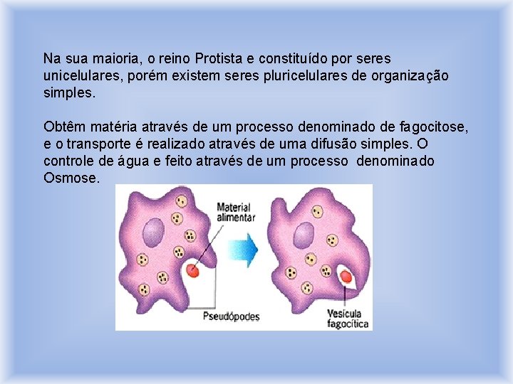 Na sua maioria, o reino Protista e constituído por seres unicelulares, porém existem seres