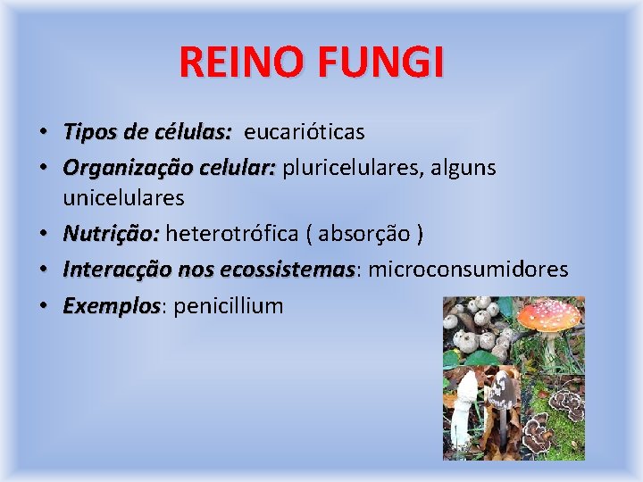 REINO FUNGI • Tipos de células: eucarióticas • Organização celular: pluricelulares, alguns unicelulares •