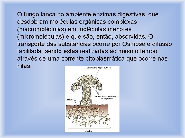 O fungo lança no ambiente enzimas digestivas, que desdobram moléculas orgânicas complexas (macromoléculas) em