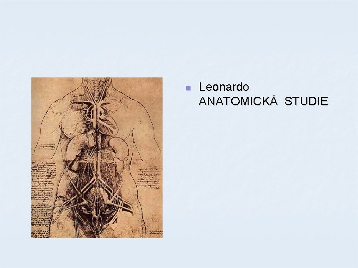 n Leonardo ANATOMICKÁ STUDIE n Leonardo ANATOMICKÁ STUDIE