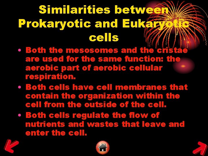 Similarities between Prokaryotic and Eukaryotic cells • Both the mesosomes and the cristae are