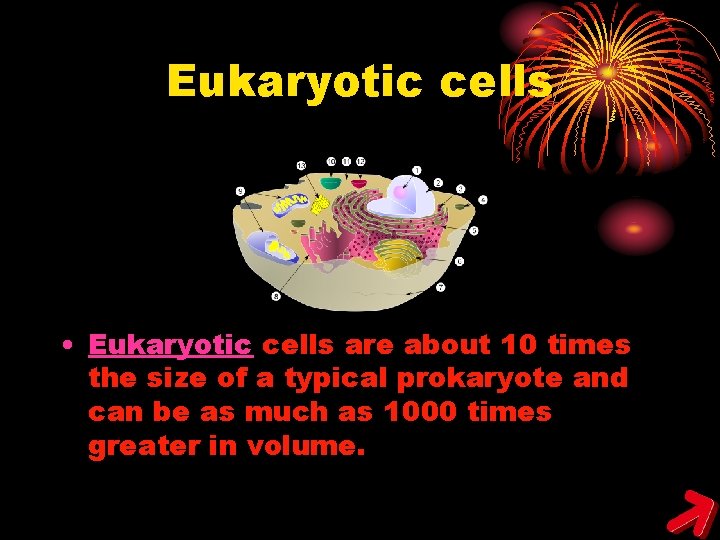 Eukaryotic cells • Eukaryotic cells are about 10 times the size of a typical