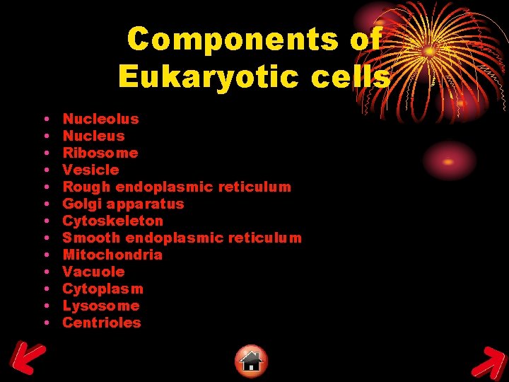 Components of Eukaryotic cells • • • • Nucleolus Nucleus Ribosome Vesicle Rough endoplasmic