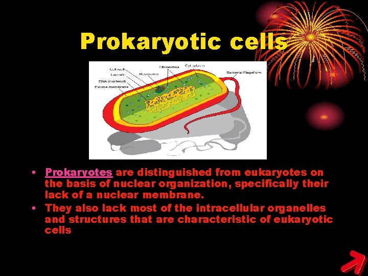 Prokaryotic cells • Prokaryotes are distinguished from eukaryotes on the basis of nuclear organization,